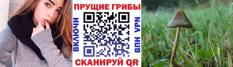хочу наркоту blacksprut ССЫЛКА Галлюциногенные грибы ЛСД Опочка